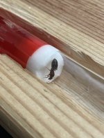 IMG_0277.jpeg