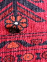 IMG_6064.jpeg