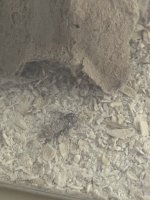 IMG_6186.jpeg