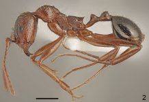 Aphaenogaster_aktaci_F2.jpg Aphaenogaster_aktaci_F2.jpg