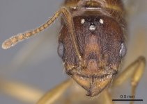 Aphaenogaster_burri_casent0900459_h_1_high.jpg Aphaenogaster_burri_casent0900459_h_1_high.jpg