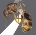 Aphaenogaster_burri_casent0900459_p_1_high.jpg Aphaenogaster_burri_casent0900459_p_1_high.jpg
