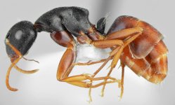 Camponotus_aktaci_min_p.jpg Camponotus_aktaci_min_p.jpg