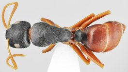 Camponotus_aktaci_min_d.jpg Camponotus_aktaci_min_d.jpg