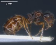 Camponotus_anatolicus_major_P.jpg Camponotus_anatolicus_major_P.jpg