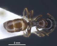 Camponotus_anatolicus_major_D.jpg Camponotus_anatolicus_major_D.jpg