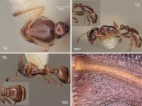 Seifert,_B._2023._A_revision_of_the_Palaearctic_species_of_the_ant_genus_Cardiocondyla_(10.116...jpg Seifert,_B._2023._A_revision_of_the_Palaearctic_species_of_the_ant_genus_Cardiocondyla_(10.116...jpg