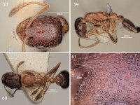Seifert,_B._2023._A_revision_of_the_Palaearctic_species_of_the_ant_genus_Cardiocondyla_(10.116...jpg Seifert,_B._2023._A_revision_of_the_Palaearctic_species_of_the_ant_genus_Cardiocondyla_(10.116...jpg
