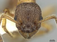 Myrmica_anatolica_casent0913059_h_1_high.jpg Myrmica_anatolica_casent0913059_h_1_high.jpg