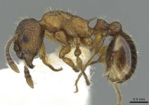 Myrmica_anatolica_casent0913059_p_1_high.jpg Myrmica_anatolica_casent0913059_p_1_high.jpg
