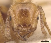 Strongylognathus kervillei.jpg Strongylognathus kervillei.jpg