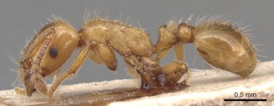 Strongylognathus_kervillei_casent0904870_p_1_high.jpg Strongylognathus_kervillei_casent0904870_p_1_high.jpg