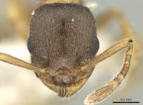 Temnothorax_artvinensis_casent0906683_h_1_high.jpg Temnothorax_artvinensis_casent0906683_h_1_high.jpg