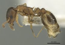 Temnothorax_artvinensis_casent0906683_p_1_high.jpg Temnothorax_artvinensis_casent0906683_p_1_high.jpg