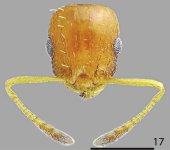Temnothorax_smyrnensis_F17.jpg Temnothorax_smyrnensis_F17.jpg