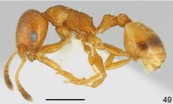 Temnothorax_smyrnensis_F49.jpg Temnothorax_smyrnensis_F49.jpg