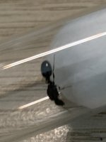 IMG_4110.jpeg