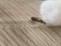 IMG_4103.jpeg