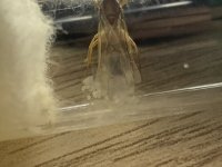 IMG_4129.jpeg