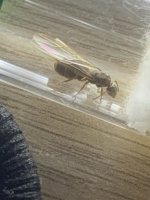 IMG_4127.jpeg