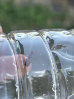 IMG_6245.jpeg
