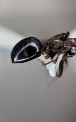 Screenshot_20260914-123550_iNaturalist.jpg