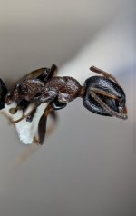 Screenshot_20260914-123556_iNaturalist.jpg