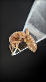 Screenshot_20260914-180220_iNaturalist.jpg