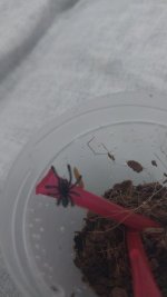 IMG-20260908-WA0022.jpeg