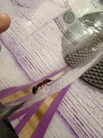 IMG_2390.jpeg
