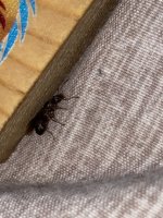 IMG_7425.jpeg