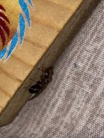 IMG_7426.jpeg