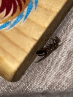 IMG_7427.jpeg