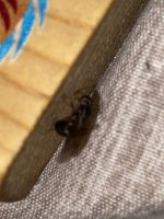 IMG_7429.jpeg