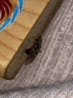 IMG_7430.jpeg