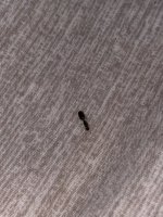 IMG_7431.jpeg
