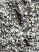 IMG_3163.jpeg