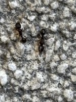 IMG_3162.jpeg