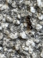 IMG_3161.jpeg