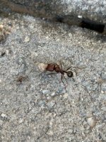 IMG_9555.jpeg