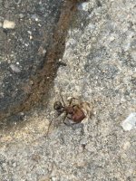 IMG_9556.jpeg