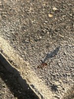 IMG_9557.jpeg