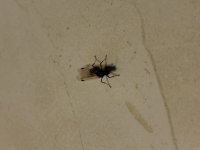 IMG_9571.jpeg