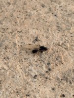 IMG_9978.jpeg