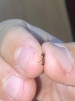 IMG_7601.jpeg