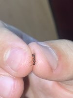 IMG_7602.jpeg
