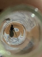 IMG_7593.jpeg