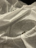 IMG_9601.jpeg