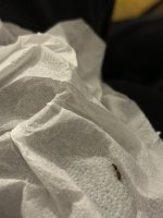 IMG_9603.jpeg