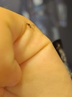 AntScout_ID_1791640559546.jpg